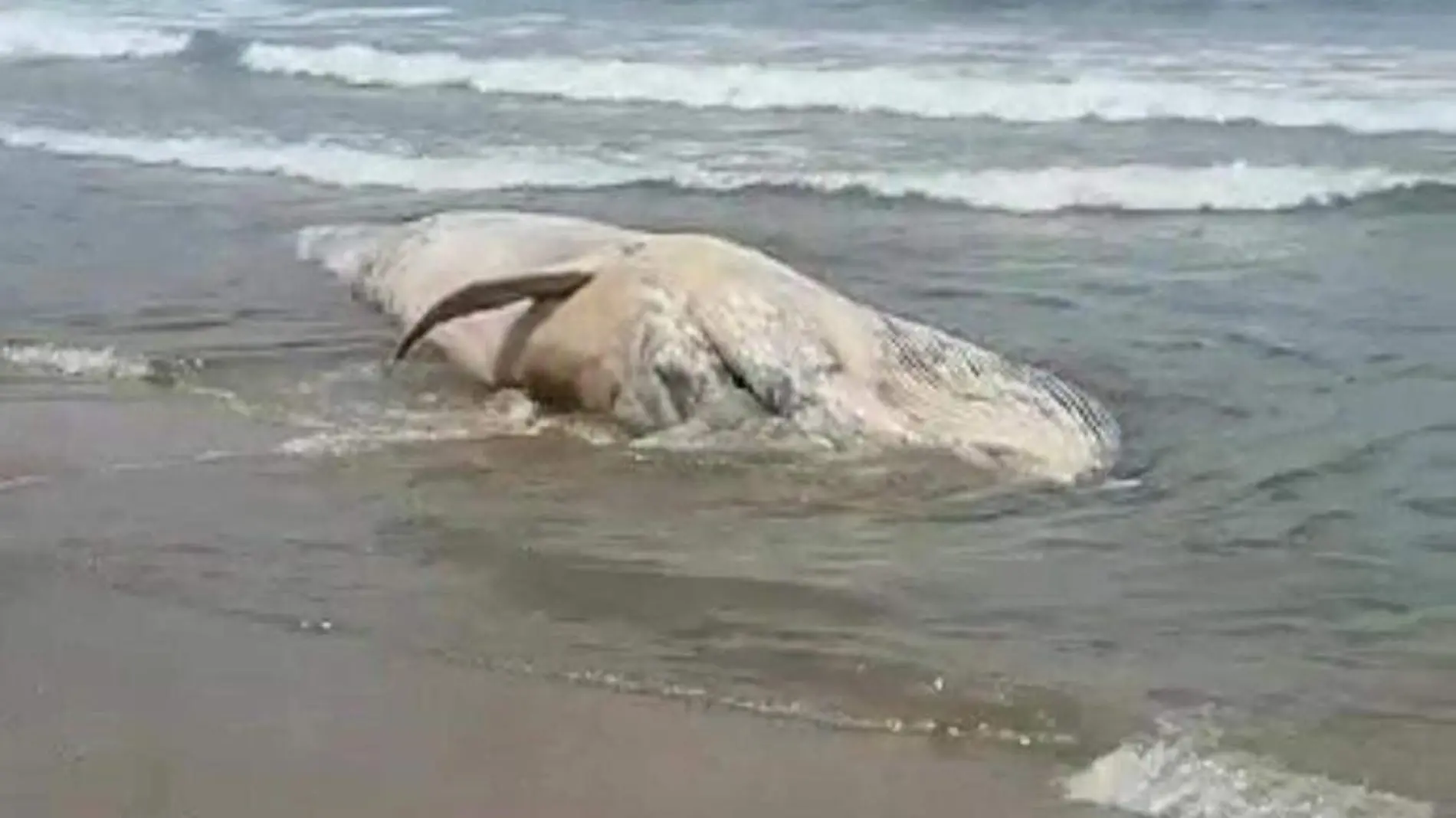 ballena muerta